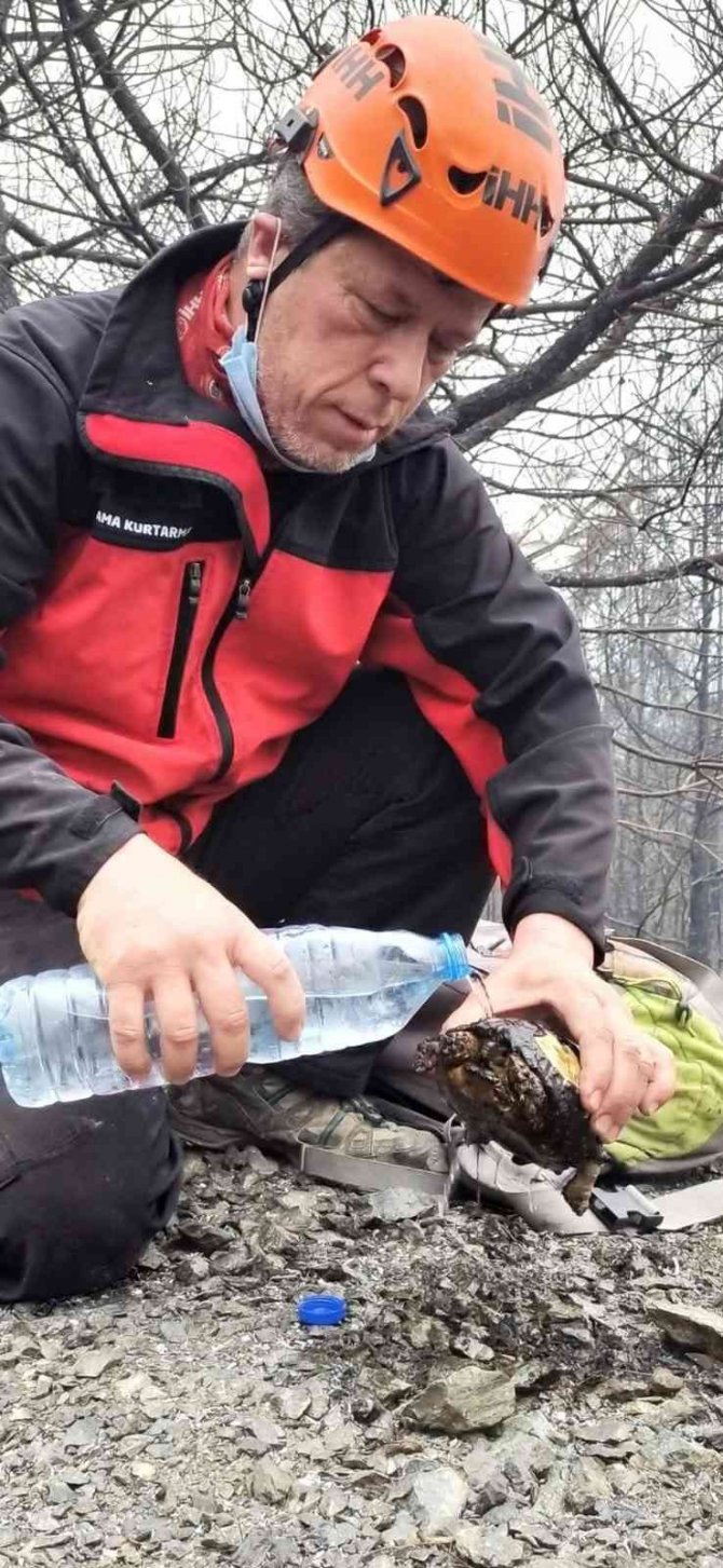 Yangında Mahsur Kalan Kaplumbağa Yanmaktan Son Anda Kurtarıldı