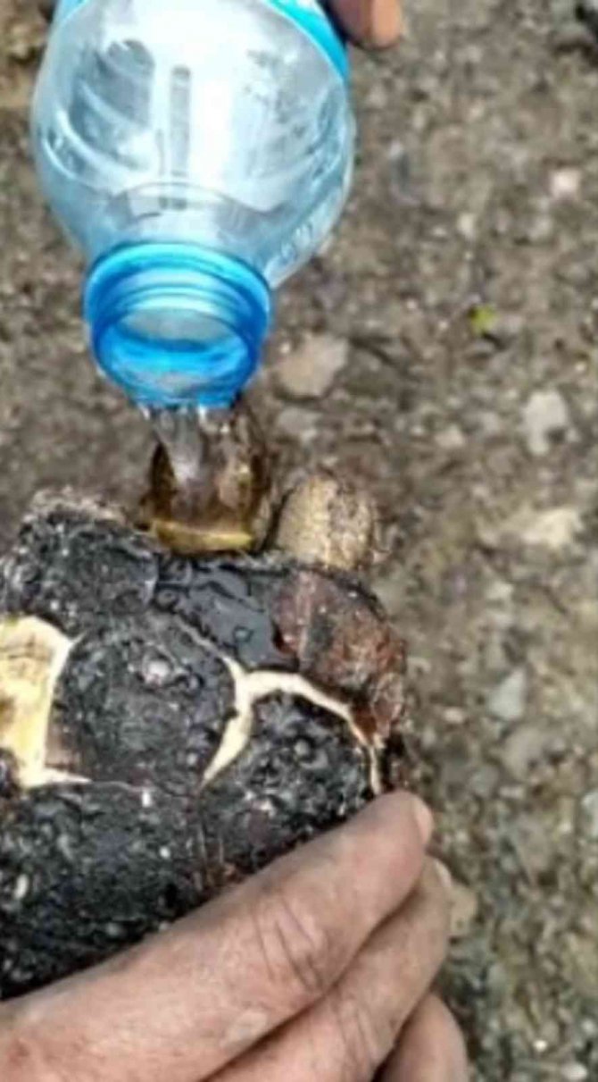 Yangında Mahsur Kalan Kaplumbağa Yanmaktan Son Anda Kurtarıldı