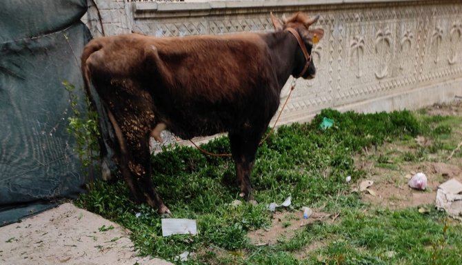 Çalınan İnek Metruk Binada Bulundu