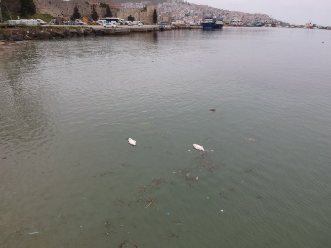 Sinop’taki Kara Gerdanlı Dalgıç Kuşu Ölümleri