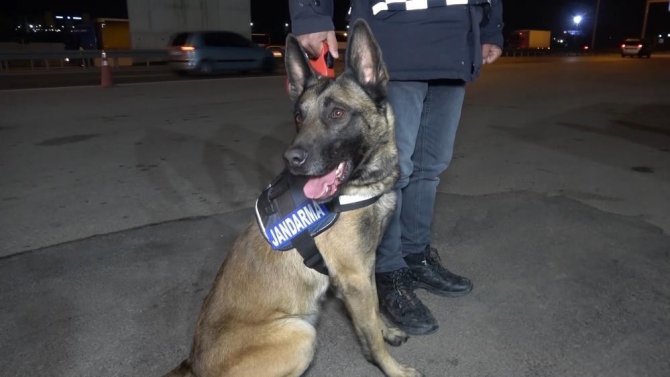 Narkotik Köpeği ’Tepe’ Buldu, Sırt Çantasından Uyuşturucu Çıktı