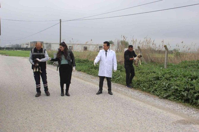 Manisa’da Köpek Katliamı: 20’ye Yakın Zehirlendi