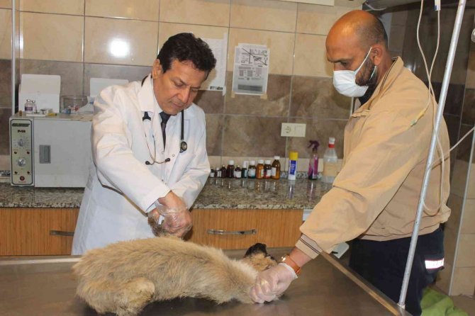 Manisa’da Köpek Katliamı: 20’ye Yakın Zehirlendi