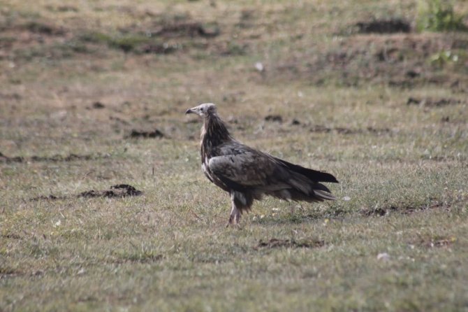 Mısır Akbabası Bayburt’ta Yiyecek Ararken Görüldü