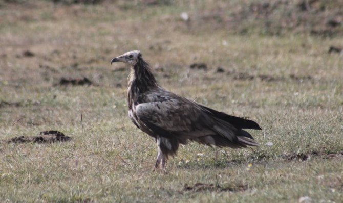 Mısır Akbabası Bayburt’ta Yiyecek Ararken Görüldü