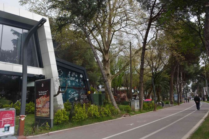 Fırtına Ağaçları Kökünden Söktü