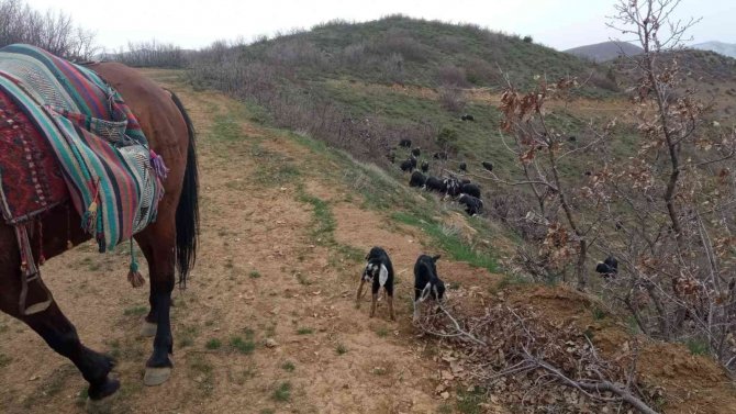 Yeni Doğan İki Oğlağın Heybedeki Sevimli Yolculuğu Görenlerin İçini Isıttı