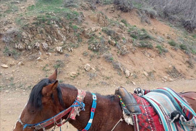 Yeni Doğan İki Oğlağın Heybedeki Sevimli Yolculuğu Görenlerin İçini Isıttı
