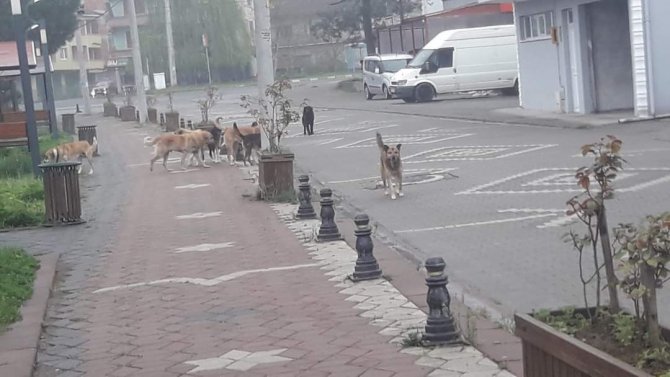 Başıboş Gezen Sokak Köpekleri Tedirgin Ediyor