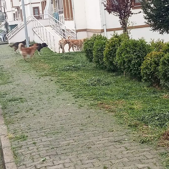 Başıboş Gezen Sokak Köpekleri Tedirgin Ediyor