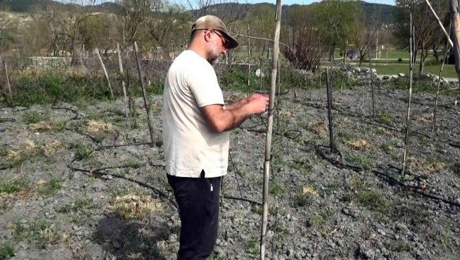 Yurt Dışında Gördüğü Meyveyi Yetiştirmeye Başladı, Yılda 300 Bin Tl Kazanmayı Hedefliyor