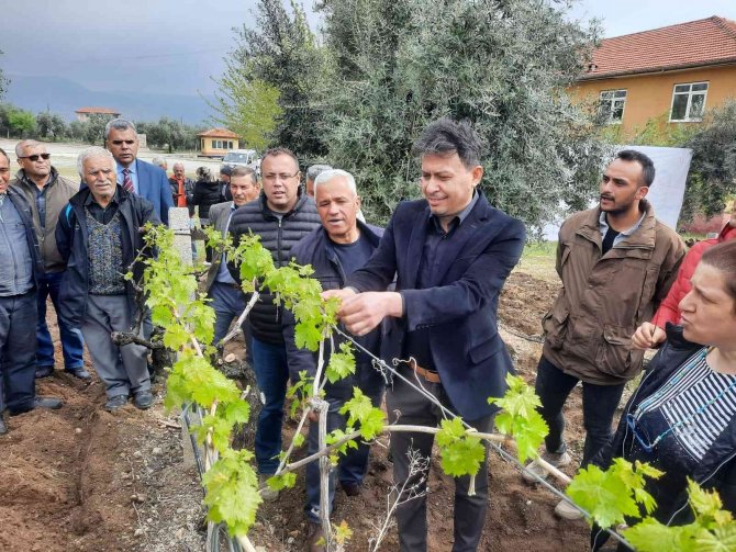 Üzüm Üreticilerine Büyük Destek