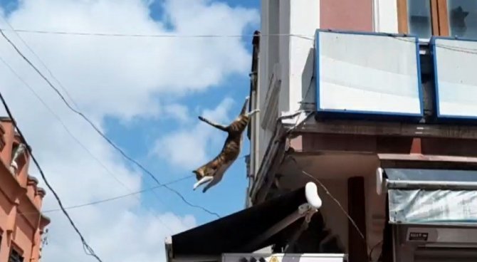 İ̇ş Yerinin Tabelasında Mahsur Kalan Kediyi Kurtarmak İçin Seferber Oldular