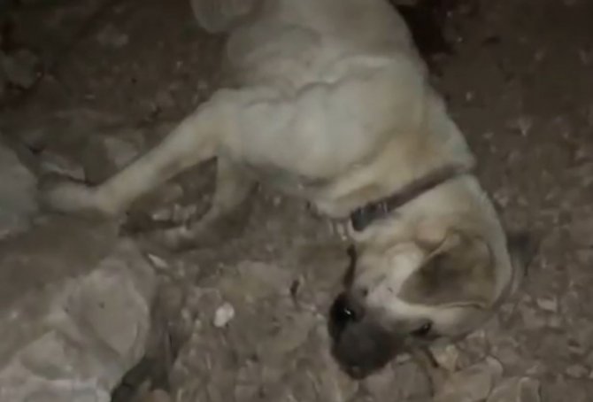 Köpeklerini Ettiği Kavga Sonrası Ölü Bulan Adam: “Hayatım Zindan Oldu”