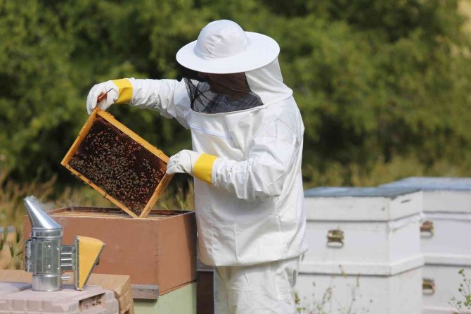 Erzincan’da Bal Üreticilerine 216 Ton Şeker Dağıtıldı