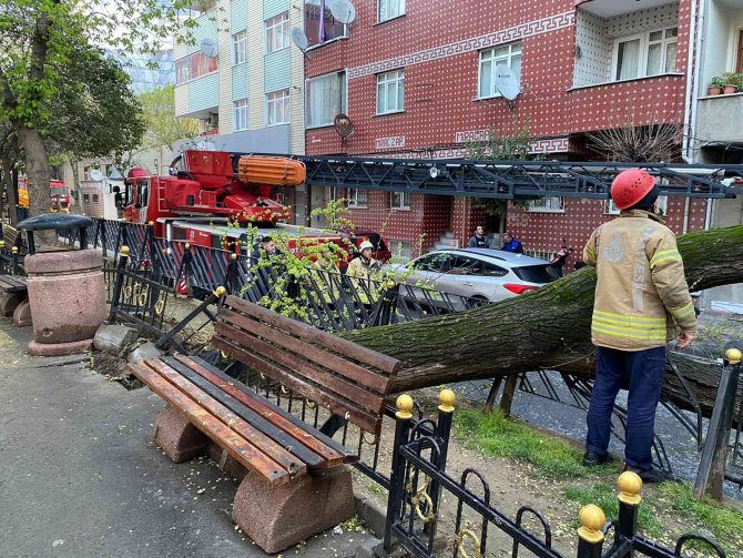Esenler’de Yola Devrilen Ağaç Korku Dolu Anlar Yaşattı
