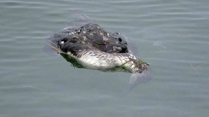 Karadeniz’de Yunus Ölümlerinden Sonra Korkutan Bir Manzara Daha