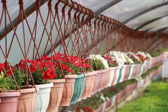 Başkan Saygılı: "Çiçek Seraları Bütçemize Tasarruf Sağlıyor"