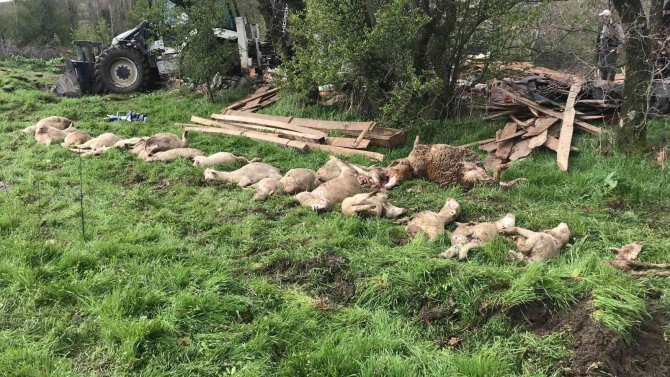 Kırklareli’nde Ağıl Çöktü: 1 Çoban Yaralandı, 40 Hayvan Telef Oldu