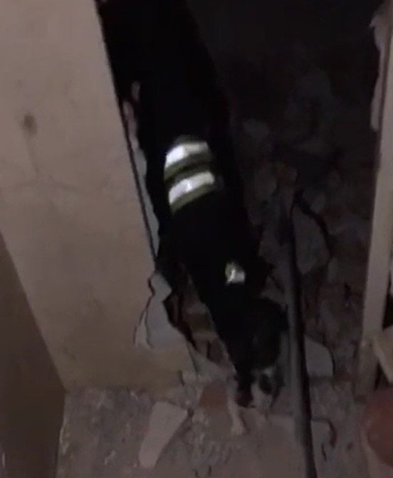 Mahsur Kalan Kedilere Balyozlu Kurtarma Operasyonu
