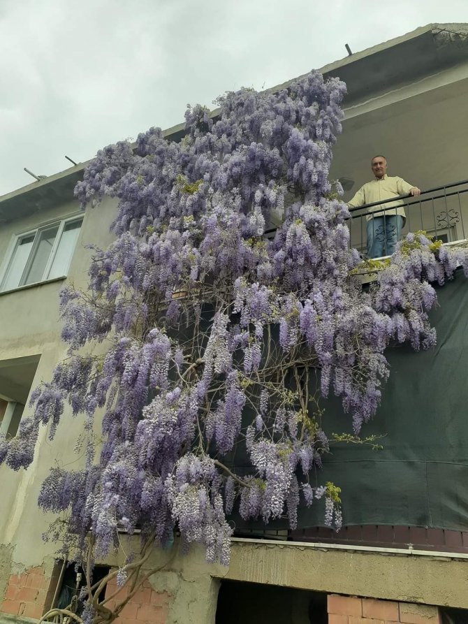 Köyceğiz Bahar Renklerine Büründü