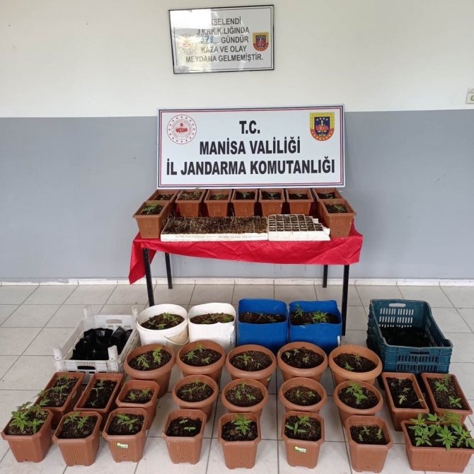 Yasadışı Kenevir Üreten Eve Jandarma Baskını
