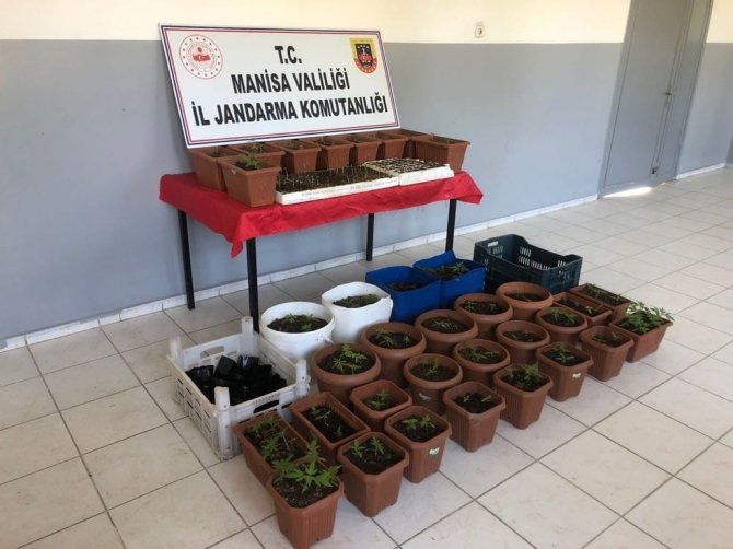 Yasadışı Kenevir Üreten Eve Jandarma Baskını