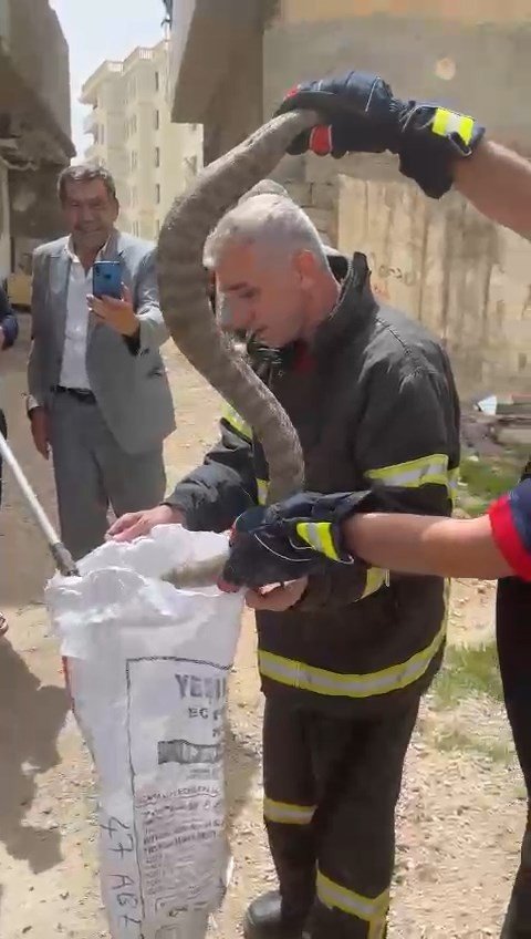 Evin Bahçesine Giren Yılan Korku Dolu Anlar Yaşattı
