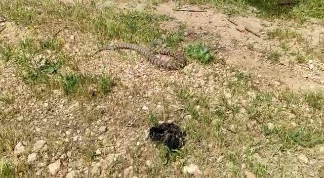 Evin Bahçesine Giren Yılan Korku Dolu Anlar Yaşattı