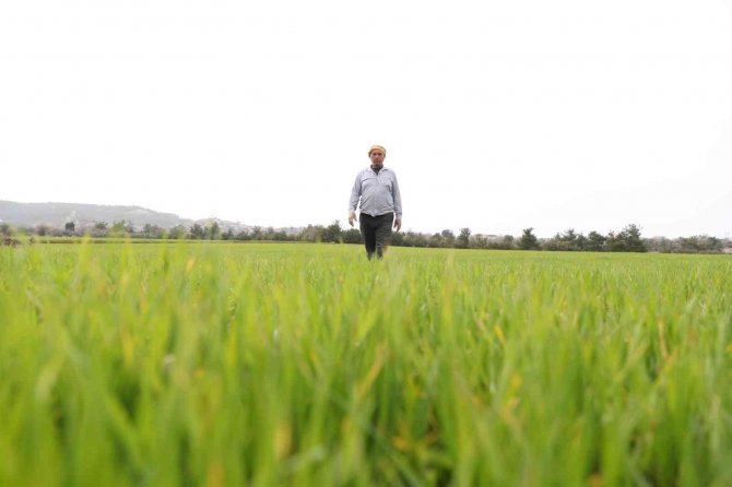 Çiftçinin Yüzü Gübre Desteğiyle Güldü