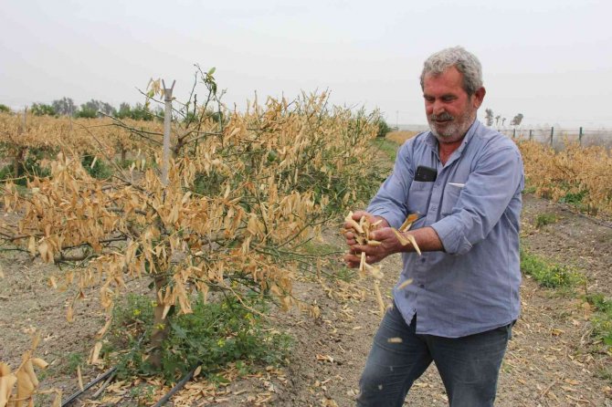 Zirai Don Mersin’i Vurdu, Sebze-meyveye Ulaşmak Hayal Oldu