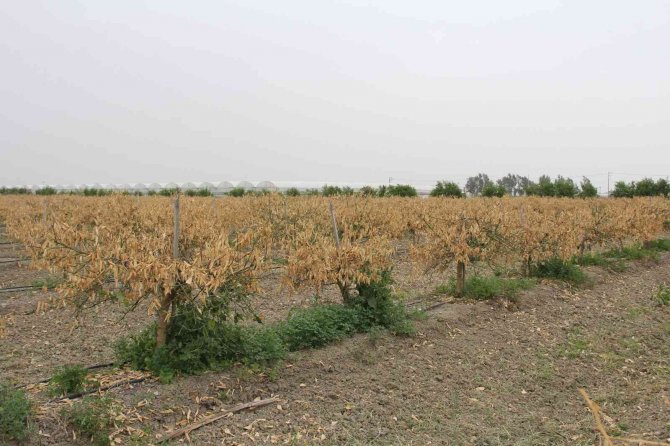 Zirai Don Mersin’i Vurdu, Sebze-meyveye Ulaşmak Hayal Oldu