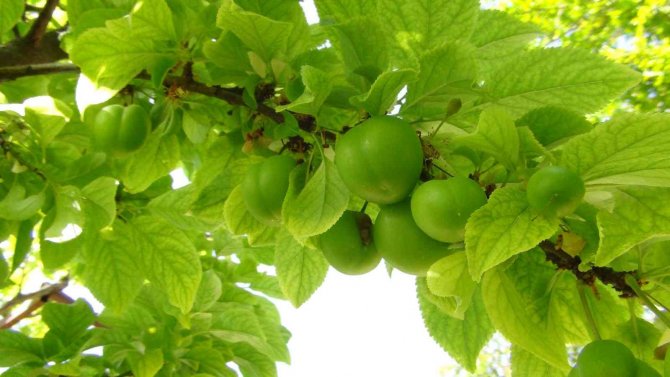 İ̇lk Çıktığında 500 Liraydı, Şimdi Kilosu 20 İla 50 Lira Arasında Satılıyor