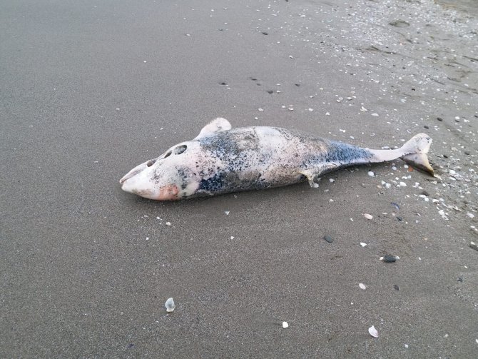 Ölü Yunus Karaya Vurdu