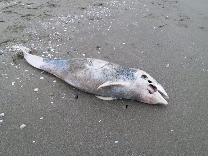 Ölü Yunus Karaya Vurdu