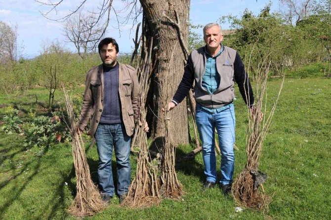 Ordu’da İpek Böcekçiliği Yaygınlaşıyor