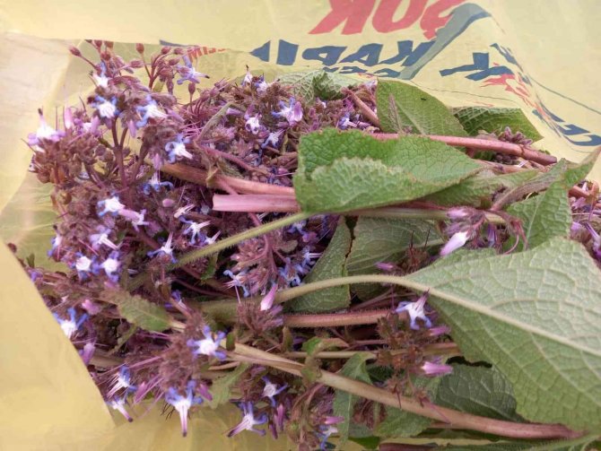 Sinop’ta “Zılbıt” Zamanı