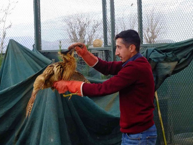 Şırnak’ta Yeşilbaşlı Ördek Ve Balaban Kuşu Tedavilerinin Ardından Doğaya Bırakıldı