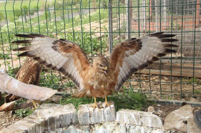 Şırnak’ta Yeşilbaşlı Ördek Ve Balaban Kuşu Tedavilerinin Ardından Doğaya Bırakıldı