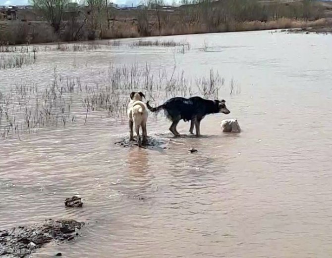 Ölen Yavrularını Böyle Aradılar, Görenler Duygulandı