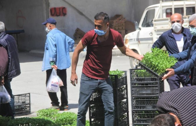 Yılın İlk Fideleri Seralardan Çıkmaya Başladı