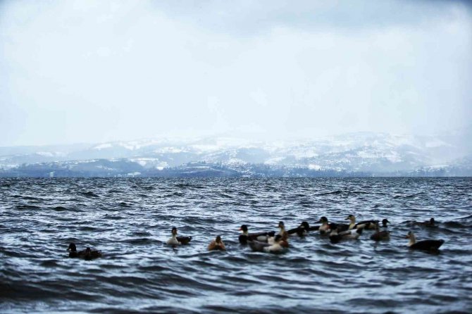 Sapanca Gölü’nde İçme Suyu Kalitesi Birinci Sınıf