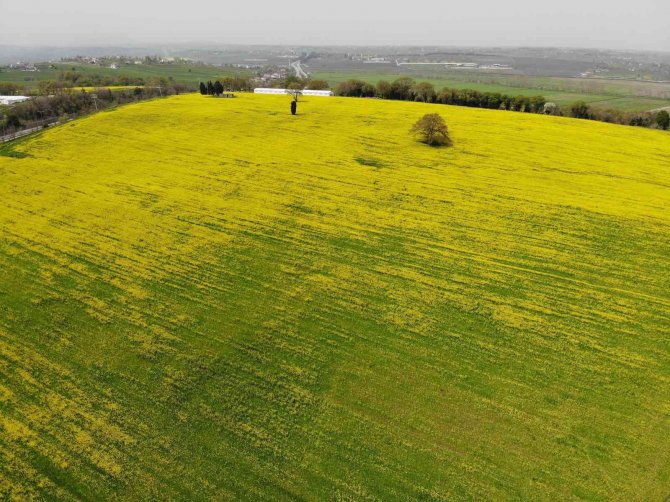 Yüzde 50 Yağ Oranına Sahip Kanolanın Üretimi Katlanarak Artacak