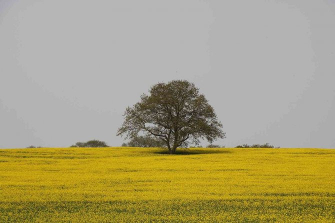 Yüzde 50 Yağ Oranına Sahip Kanolanın Üretimi Katlanarak Artacak