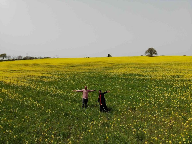 Yüzde 50 Yağ Oranına Sahip Kanolanın Üretimi Katlanarak Artacak