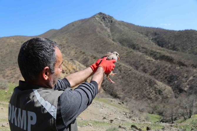 Tunceli’de Doğaya 200 Kınalı Keklik Salındı