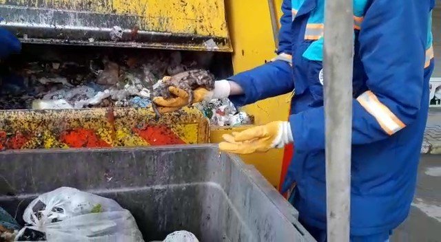 Tuzla’da Çöpten Kurtarılan Yavru Kediler Görenlerin Yüreğini Burktu