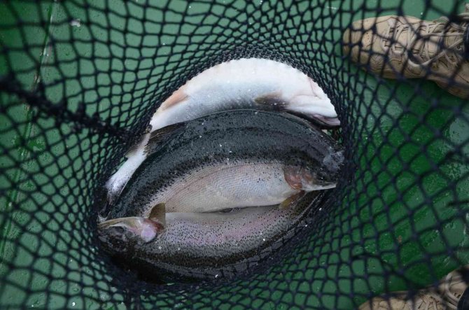 Ordu’da Üretilen Kültür Balıkları Rusya Ve Japonya’ya İhraç Ediliyor
