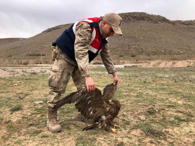 Van’da Bulunan Kartal Tedaviye Alındı