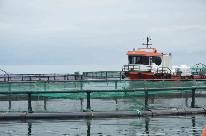 Ordu’da Üretilen Kültür Balıkları Rusya Ve Japonya’ya İhraç Ediliyor